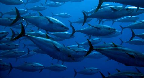 Yellowfin tuna fishery operated by Chinese firms on track ...