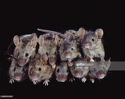 Group Of House Mice High Res Stock Photo Getty Images