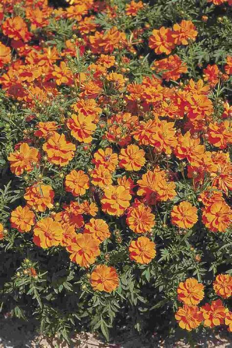 Cosmos Sulphureus Cosmic Orange Muller Seeds