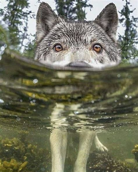 Water Wolf Animais Da Natureza Animais Silvestres Animais Lindos