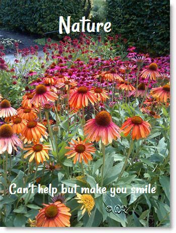 Nature quote, happiness quote | Happy quotes, Just smile ...