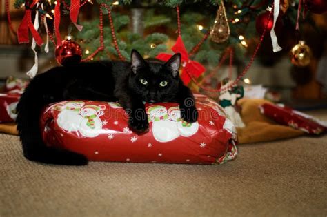1938 Black Cat Christmas Tree Stock Photos Free And Royalty Free Stock