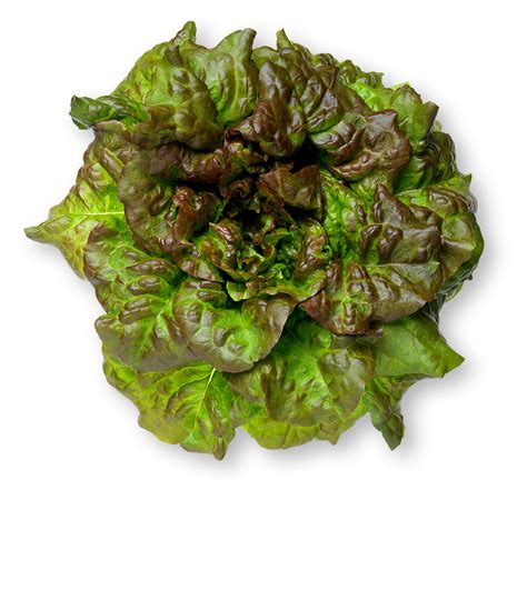 Red Leaf Lettuce Nutrition Label Calories Info