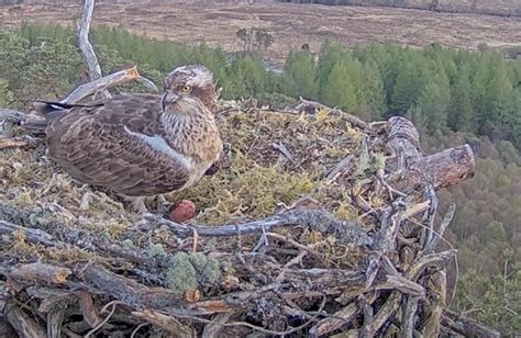 Famous Osprey Dorcha Lays First Egg Of The Season Shropshire Star