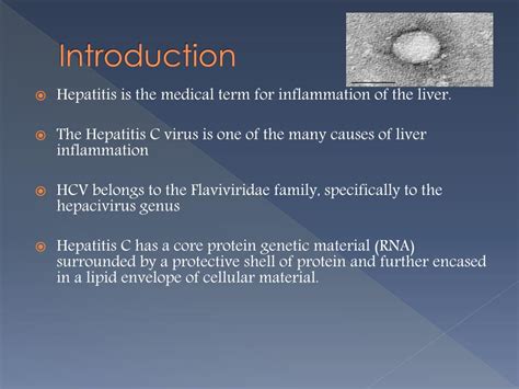 Ppt Hepatitis C Powerpoint Presentation Free Download Id