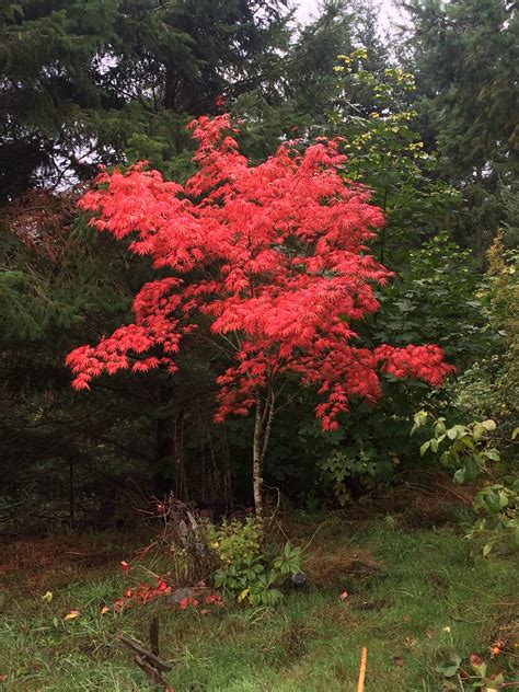 My Japanese Maple In Full Autumn Mode I Love It Gardening