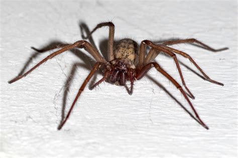 Arachnophobia Spider Terrible Tegenaria Domestica 20 Inch By 30 Inch
