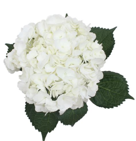 (click to view) anthony beard, born 30 january 1992, died 12 august 2007 in cincinnati, ohio, united states (click to view) BLOOM HAUS™ Hydrangea - White, 1 ct - Kroger