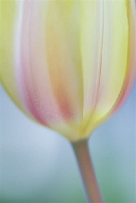 Tulip A Soft Focused Tulip In Our Garden Phil Carpenter Flickr