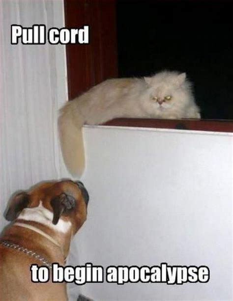 55 Funniest Cat Memes Ever
