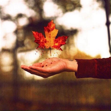 Пин от пользователя Irina Situkha на доске autumn | Тени, Фотографии ...