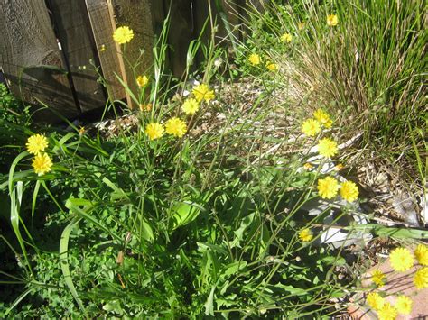Lawn Weeds With Yellow Flowers Nz Outwit Those Weeds Otago Daily