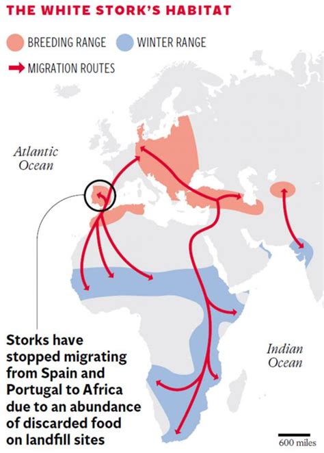 Storks Give Up Migrating To Binge On Junk Food In Landfill Sites