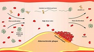 Frontiers | Von Willebrand factor in diagnostics and treatment of ...