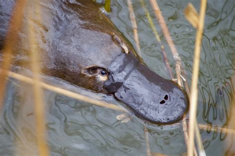 Help Bring The Platypus Back From The Brink Of Extinction Australian