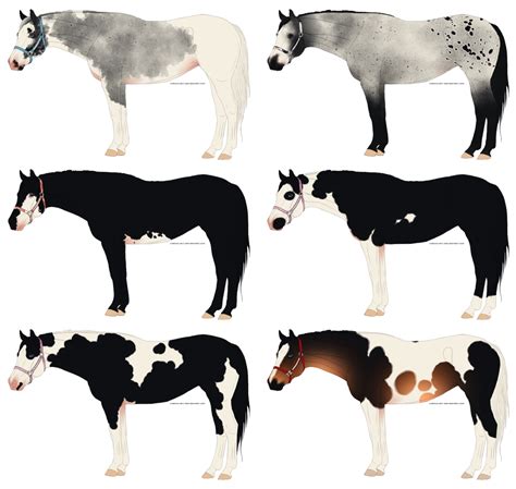 Four Different Types Of Horses Standing Next To Each Other With Spots