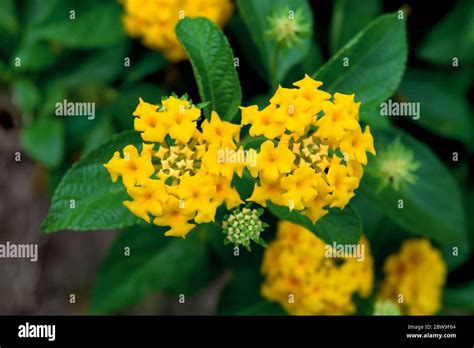 Yellow Lantana Camara Flower Stock Photo Alamy