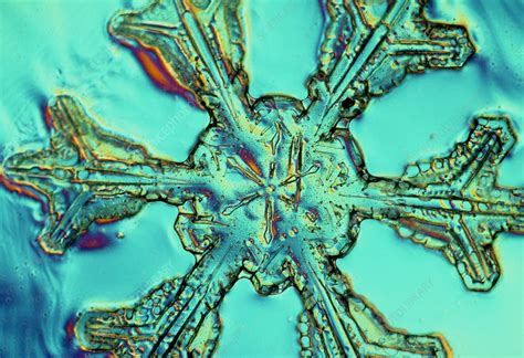 Lm Of Snow Crystal Stock Image E1270096 Science Photo Library