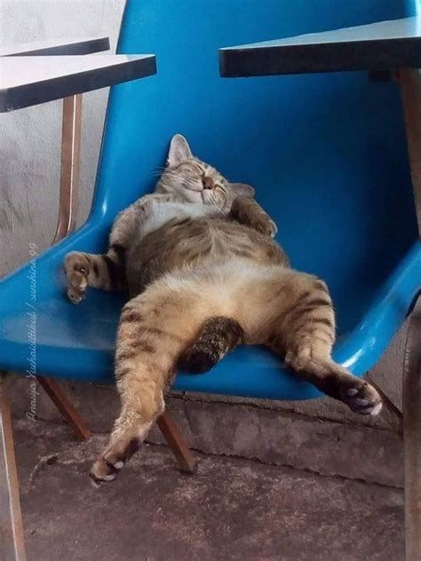 50 Funny Cats Sleeping In Weird Positions And Places Cute Animals Cat