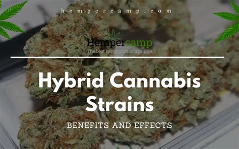 Hybrid Cannabis Strains Benefits And Effects Hempercamp