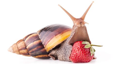 Escargot In Cargo Invasive Giant African Snails Detected More Than 28
