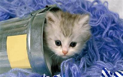 Cat Kittens Kitten Wallpapers Cutest Animals Cats