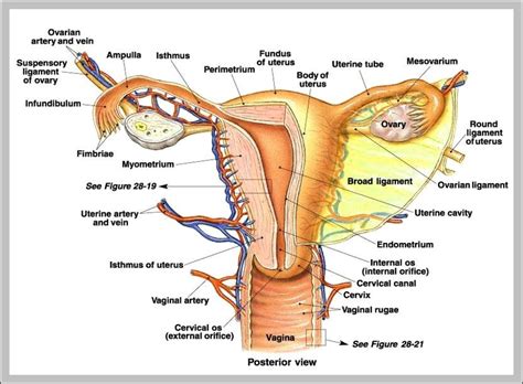 Women Reproductive Organs Anatomy System Human Body Anatomy Diagram And Chart Images