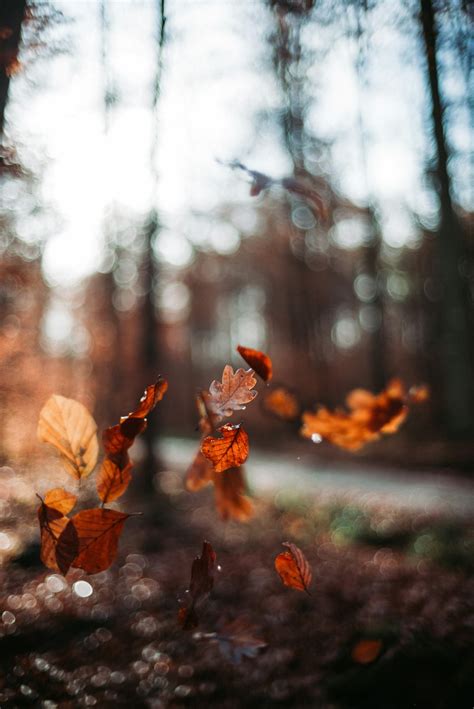 Leaves Falling Pictures Download Free Images On Unsplash