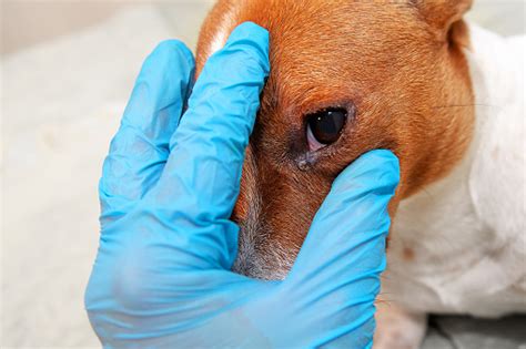 Sick Dog With Infected Crusty Eyes Examination Inspection Blepharitis