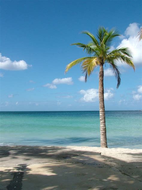 Like many other jamaican beaches, it is now surrounded by hotels and resorts. Free Jamaican Beach Palm Stock Photo - FreeImages.com
