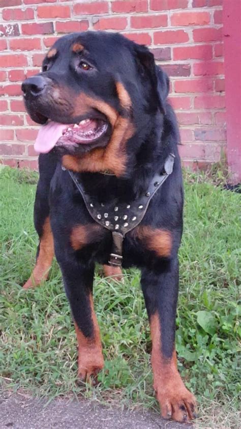 Rottweiler puppies for sale in virginia. Rottweiler Puppies For Sale | Cooks Road, VA #297133