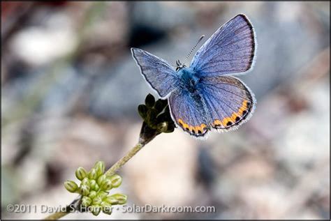 Acmon Blue Butterfly Many Leaved Lupine Karner Blue