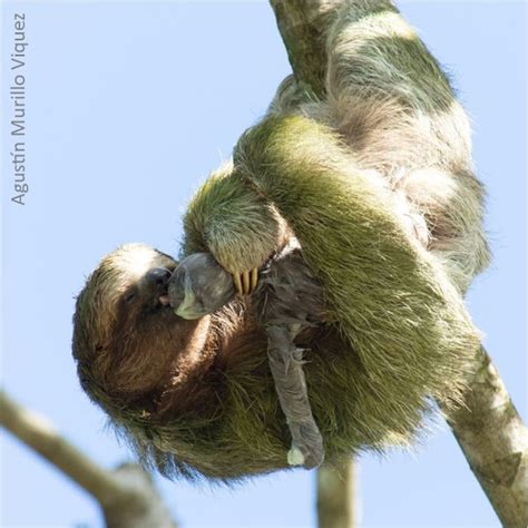 7 Reproduction And Lifespan The Sloth Conservation Foundation