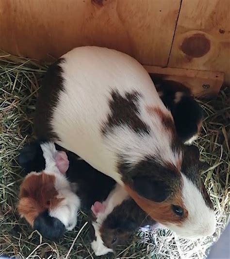 Four Baby Guinea Pigs Born At Dudley Zoo Over Easter Weekend Express