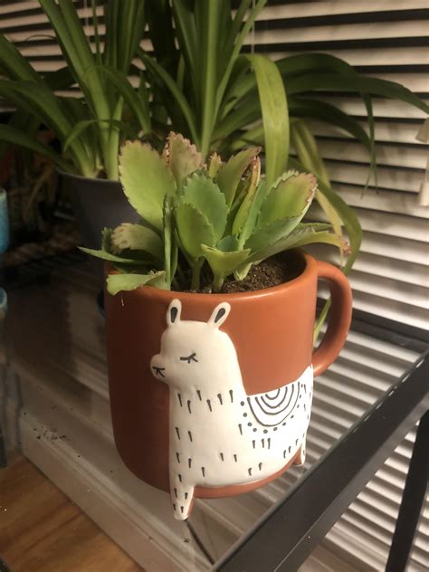 Sun Loving Succulent Seeks Name Bought This Cutie For A Friend But