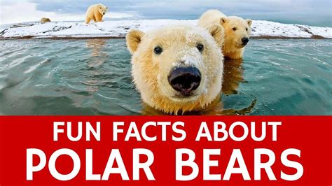 Interesting Facts About Polar Bears Educational Video For School