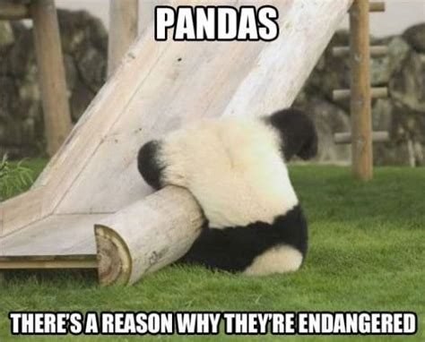 Panda Memes Clean