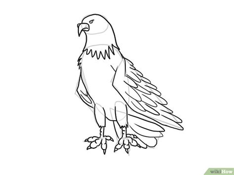 Kumpulan Contoh Gambar Sketsa Burung Garuda Informasi Masa Kini