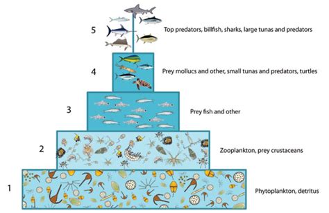 The Effects Of Harvest Regimes On Ecosystem Structure And Function Francisco Blaha