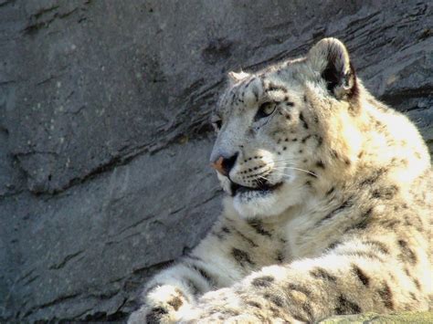 Snow Leopard Marwell Zoo Mockney Rebel Flickr