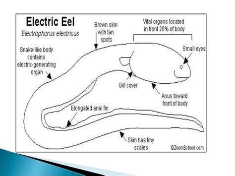 Electric Eel Diagram