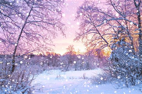 Forest Trees Sunrise Winterly Morning Nature