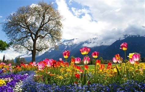 Switzerland Spring Wallpapers Top Free Switzerland Spring Backgrounds