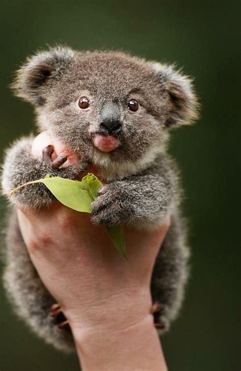 Les Meilleures Photos Et Vidéos De Bébé Koala Archzinefr Bébé
