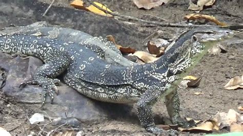 Berburu Biawak Kali Ada Buaya Nya Kata Warga Setempat Youtube