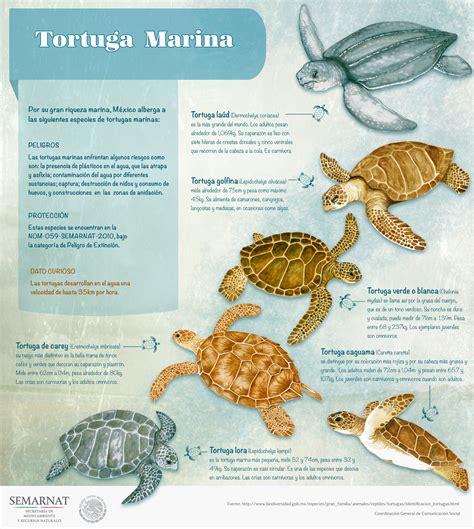Y Siguen Las Arribazones De Tortugas A Playas Mexicanas Secretaría De