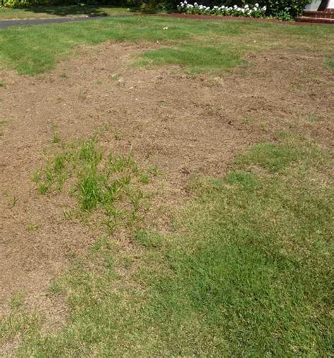 Large Brown Patch Of Zoysia Lawns Dummer ゛☀ Garden Manage