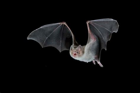 Vampire Bats Adapted To Drinking Blood By Shedding Several Genes New