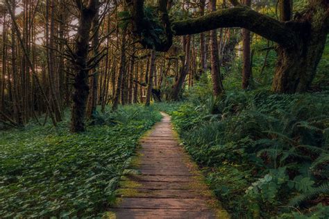 Forest Path Beautiful Path In The Forest Behind Long Beach Flickr