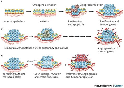 role of apoptosis and autophagy in tumorigenesis a tumour initiating download scientific
